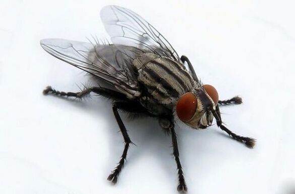 insan parazitlerinin taşıyıcısı olarak uçar