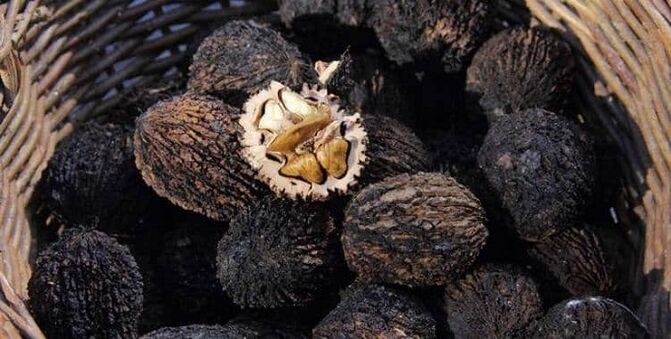 vücuttaki parazitleri tedavi etmek için siyah ceviz