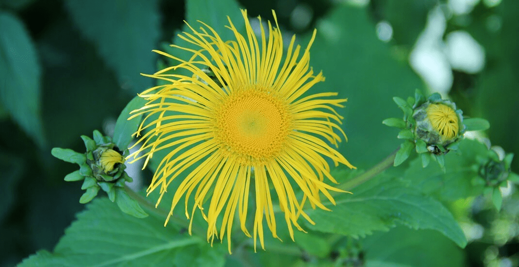 parazitlere karşı mücadelede elecampane