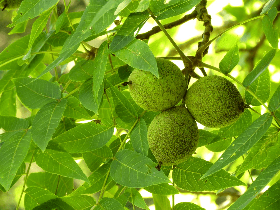 parazitlere karşı mücadelede siyah ceviz
